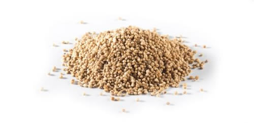 Quinoa semi